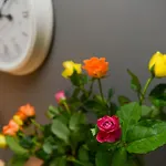 De Luxe Short Stays-Middleton Lodge